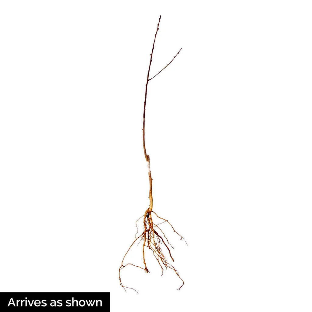 Peach Standard Dormant Bare Root Fruit Tree (1-Pack) I888349