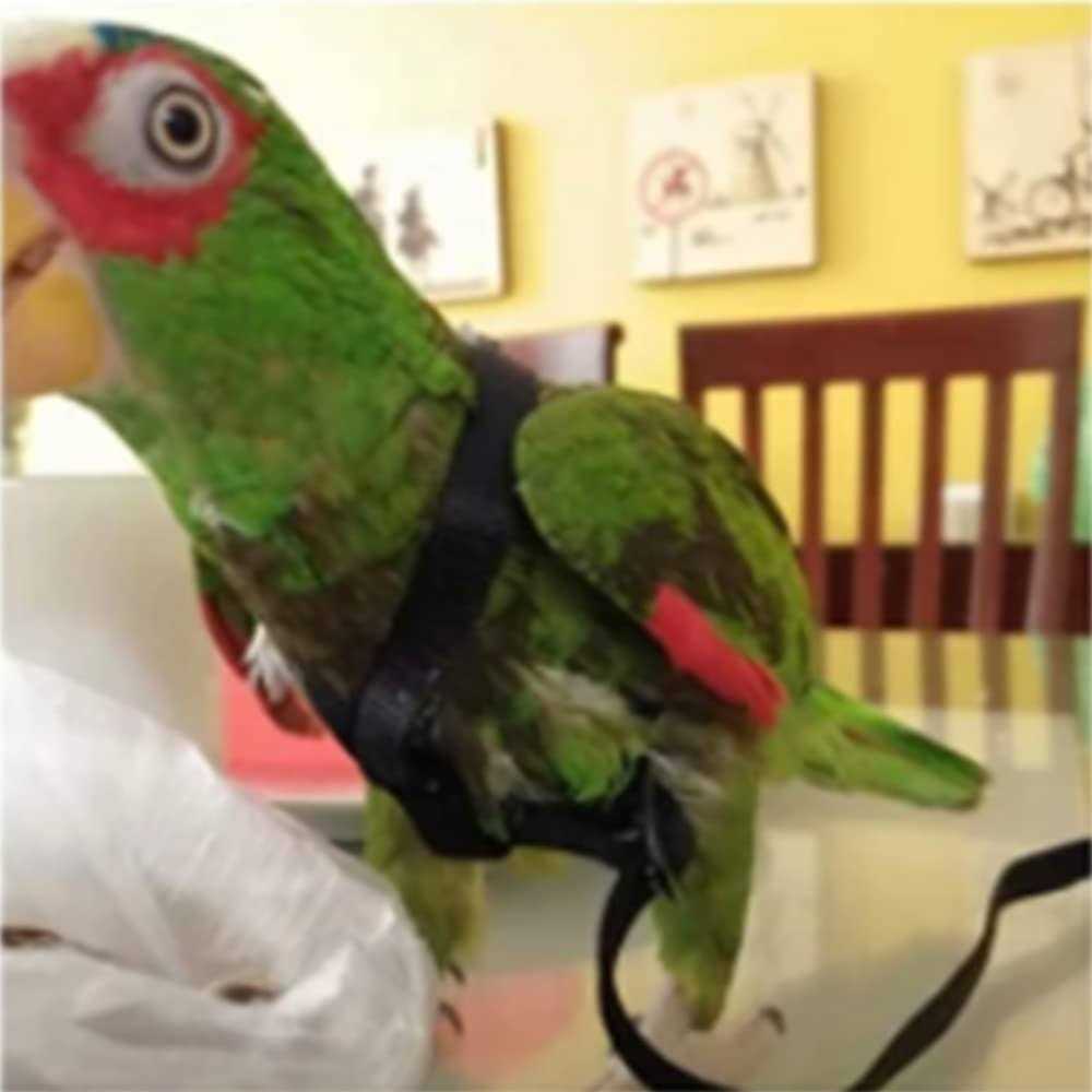Adjustable Bird Harness and Leash G362