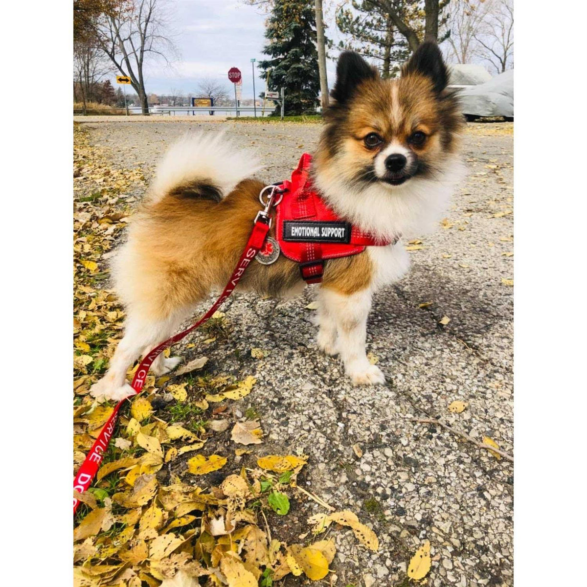 Reflective Breathable Adjustable No-Pull Dog Harness M2341