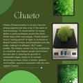Chaeto T267