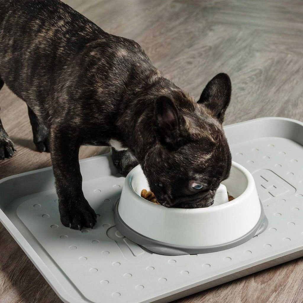 Slow Feeding Bowl for Short Snouted Pets Y602627