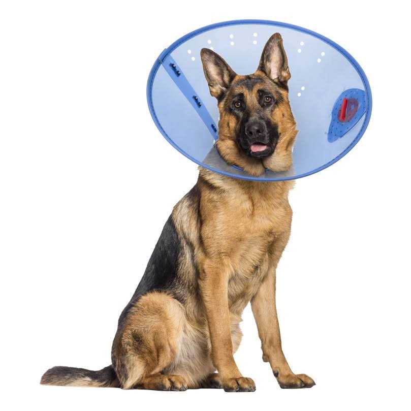 Calming Dog E-Collar Q859407