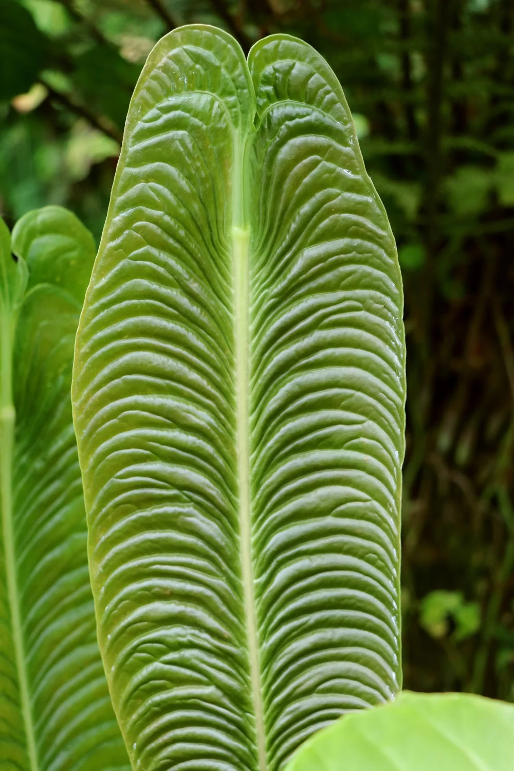 King Veitchii Live Plant Q363570
