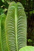 King Veitchii Live Plant Q363570