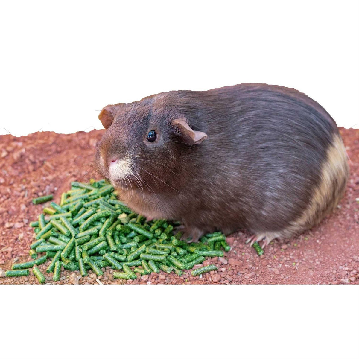 Alfalfa Pellets P693