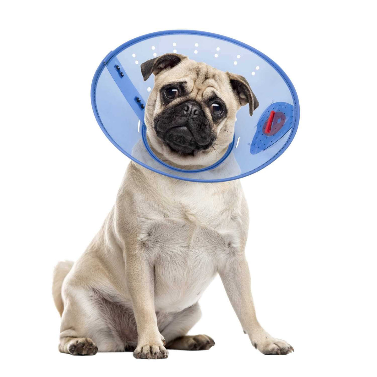 Calming Dog E-Collar Q859407