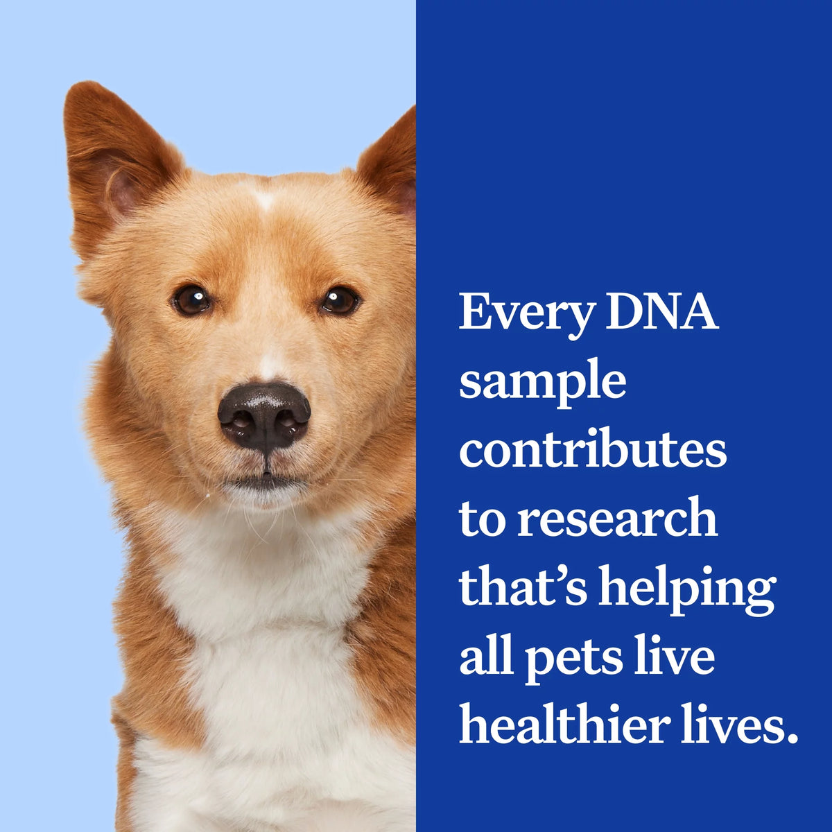 Dog DNA Test Kit M25081