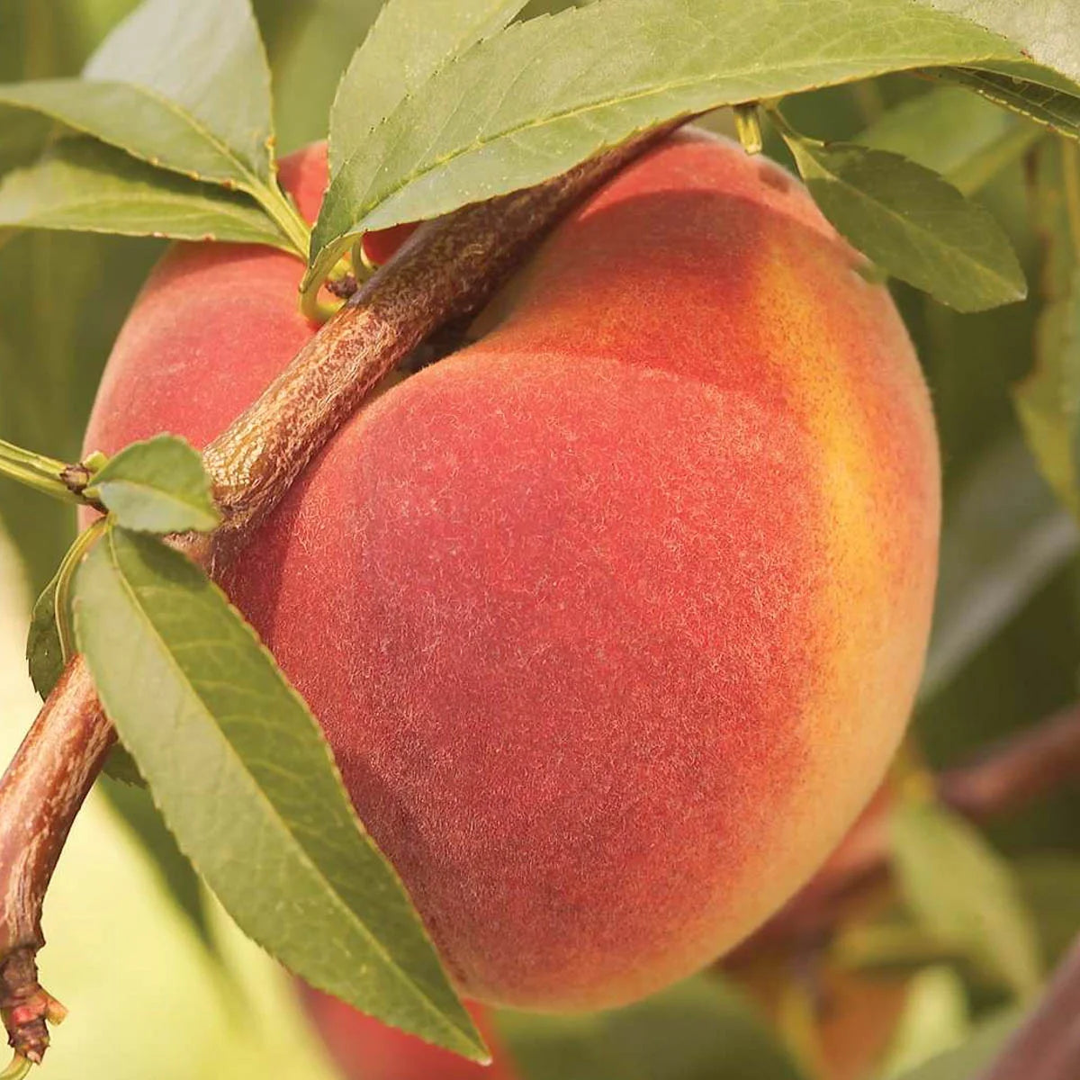 Peach Standard Dormant Bare Root Fruit Tree (1-Pack) I888349