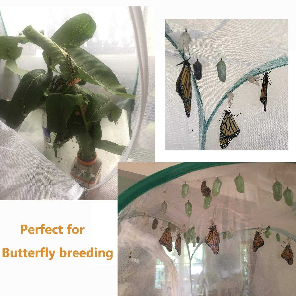 Insect and Butterfly Habitat Terrarium O37326