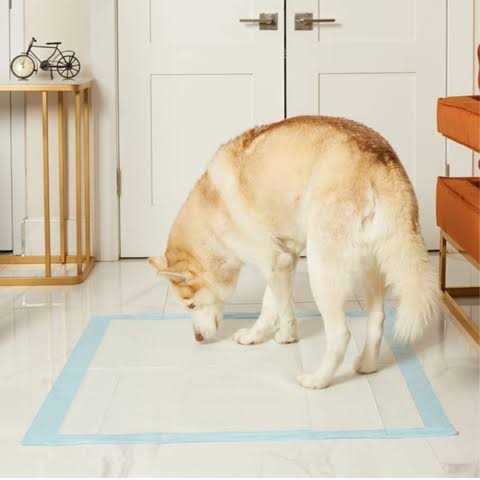 Giant Potty Pads Odor Eliminating 36 x Pee Pads O128