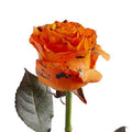 Painted Confetti Roses 50 cm 100 Stems L146
