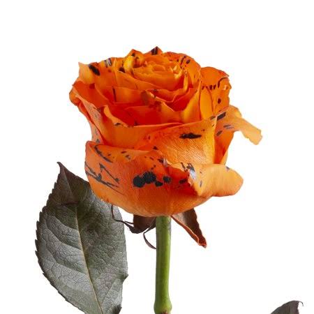 Painted Confetti Roses 50 cm 100 Stems L146