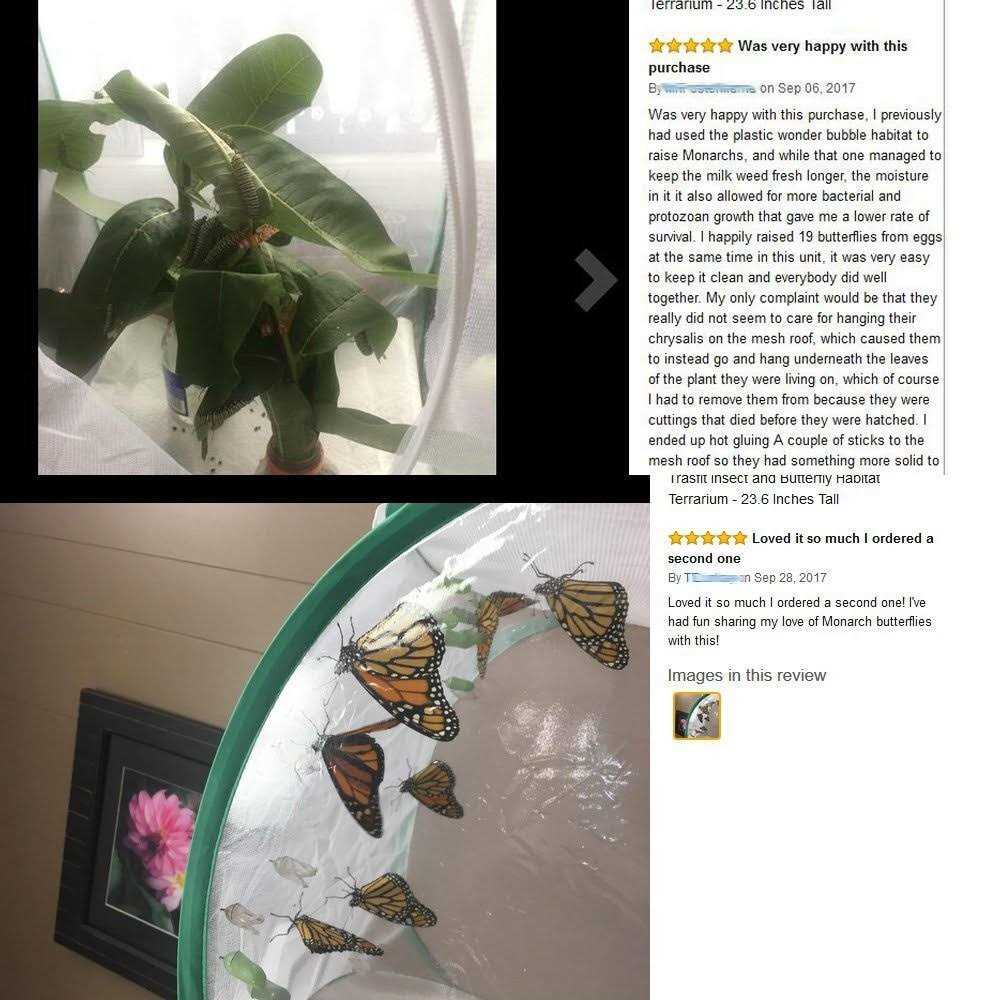 Insect and Butterfly Habitat Terrarium O37326