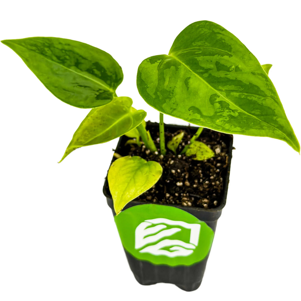 King Veitchii Live Plant Q363570