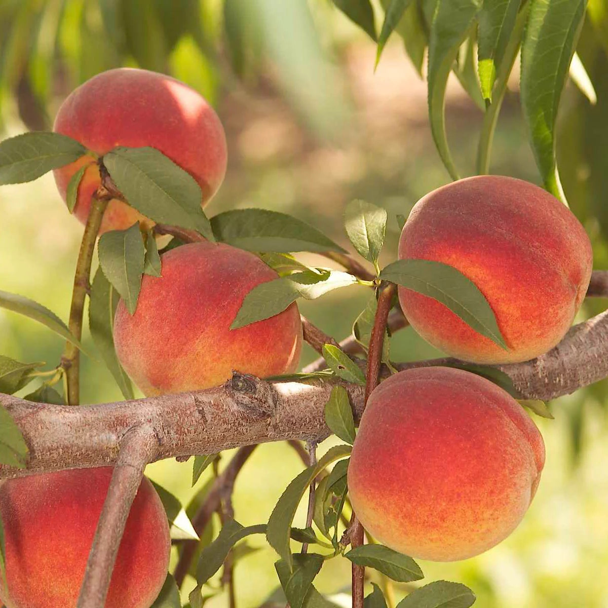 Peach Standard Dormant Bare Root Fruit Tree (1-Pack) I888349