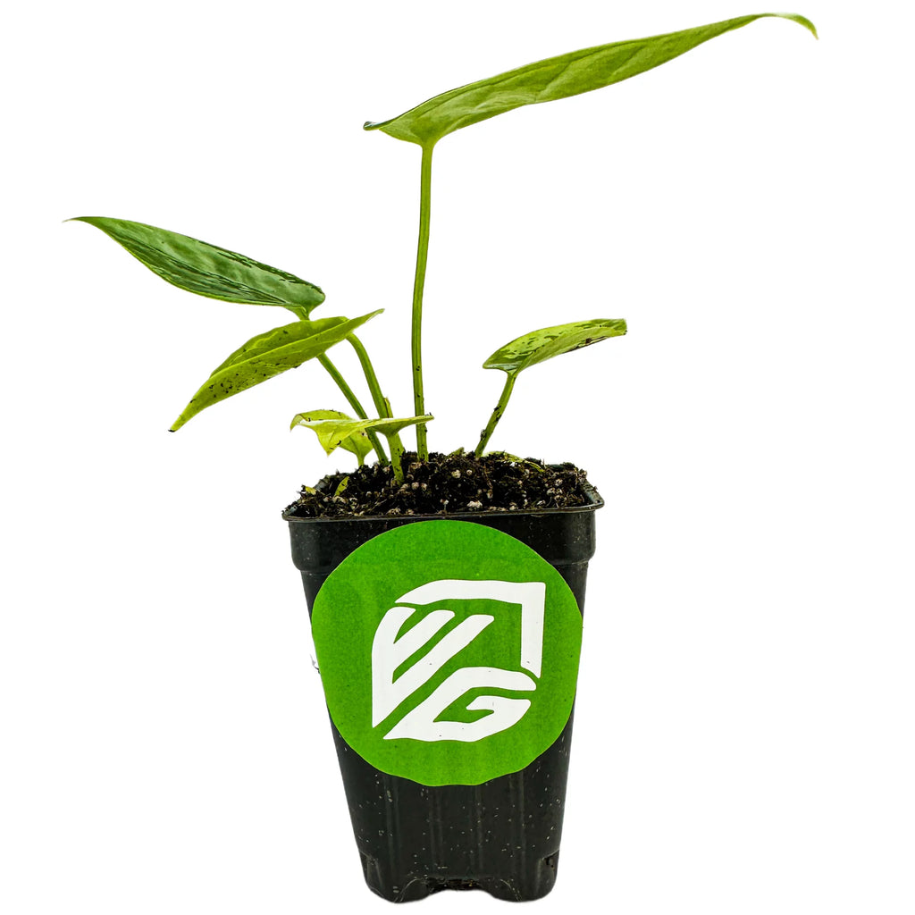 King Veitchii Live Plant Q363570