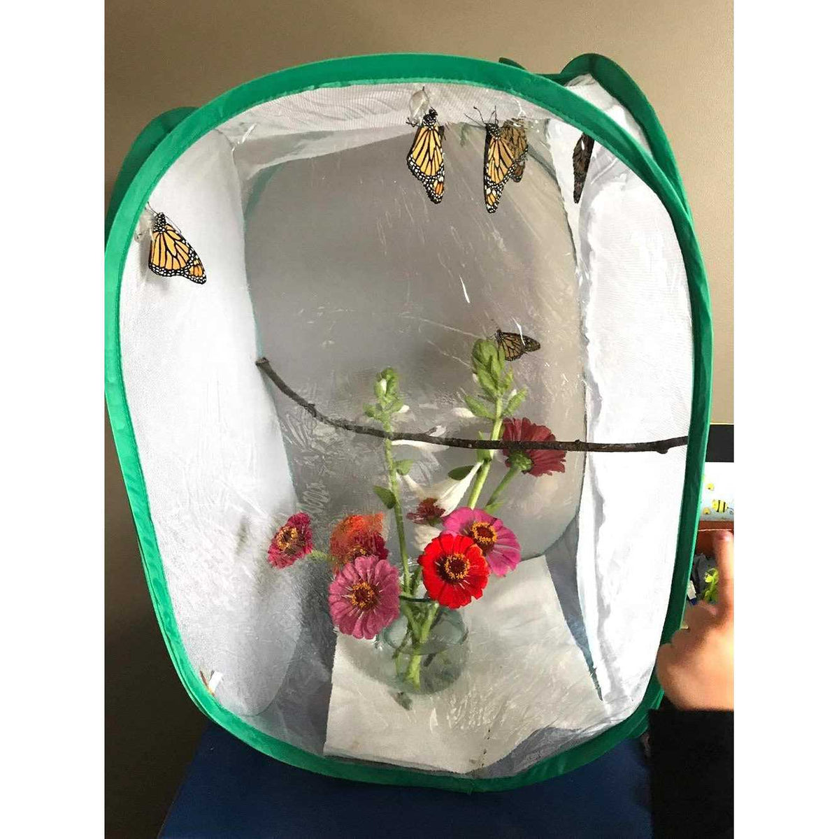 Insect and Butterfly Habitat Terrarium O37326