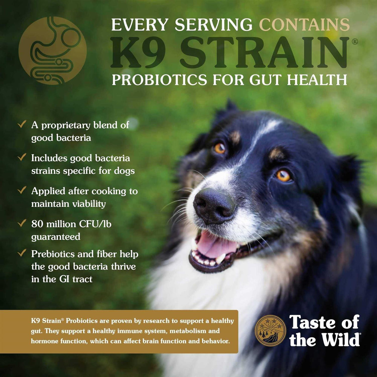 Salmon Dog Food W854425